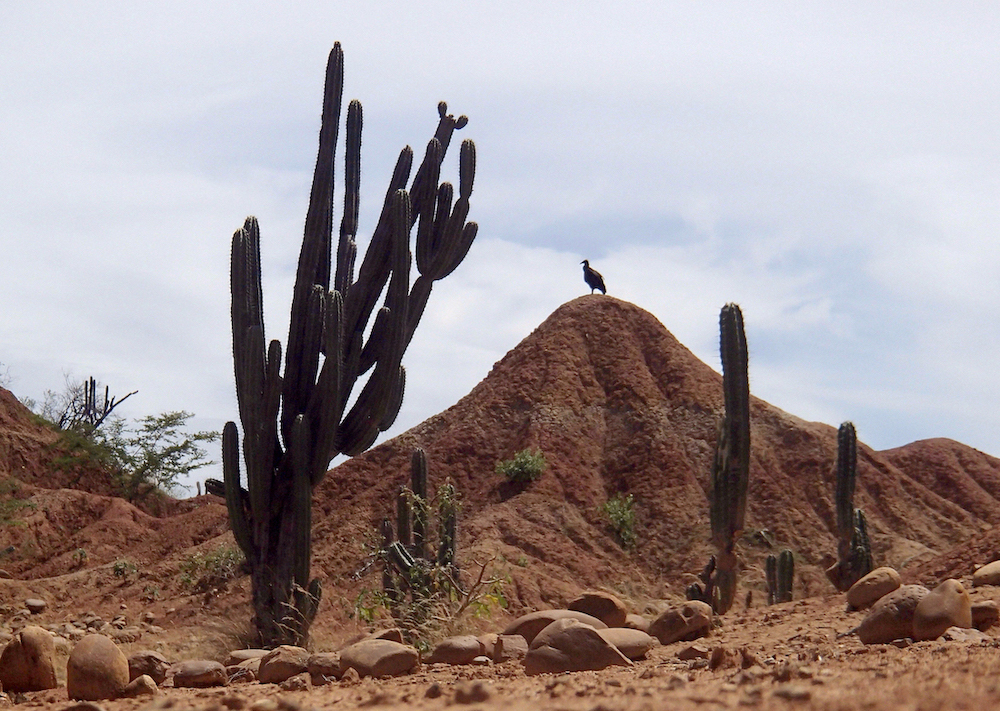 vulture in desert