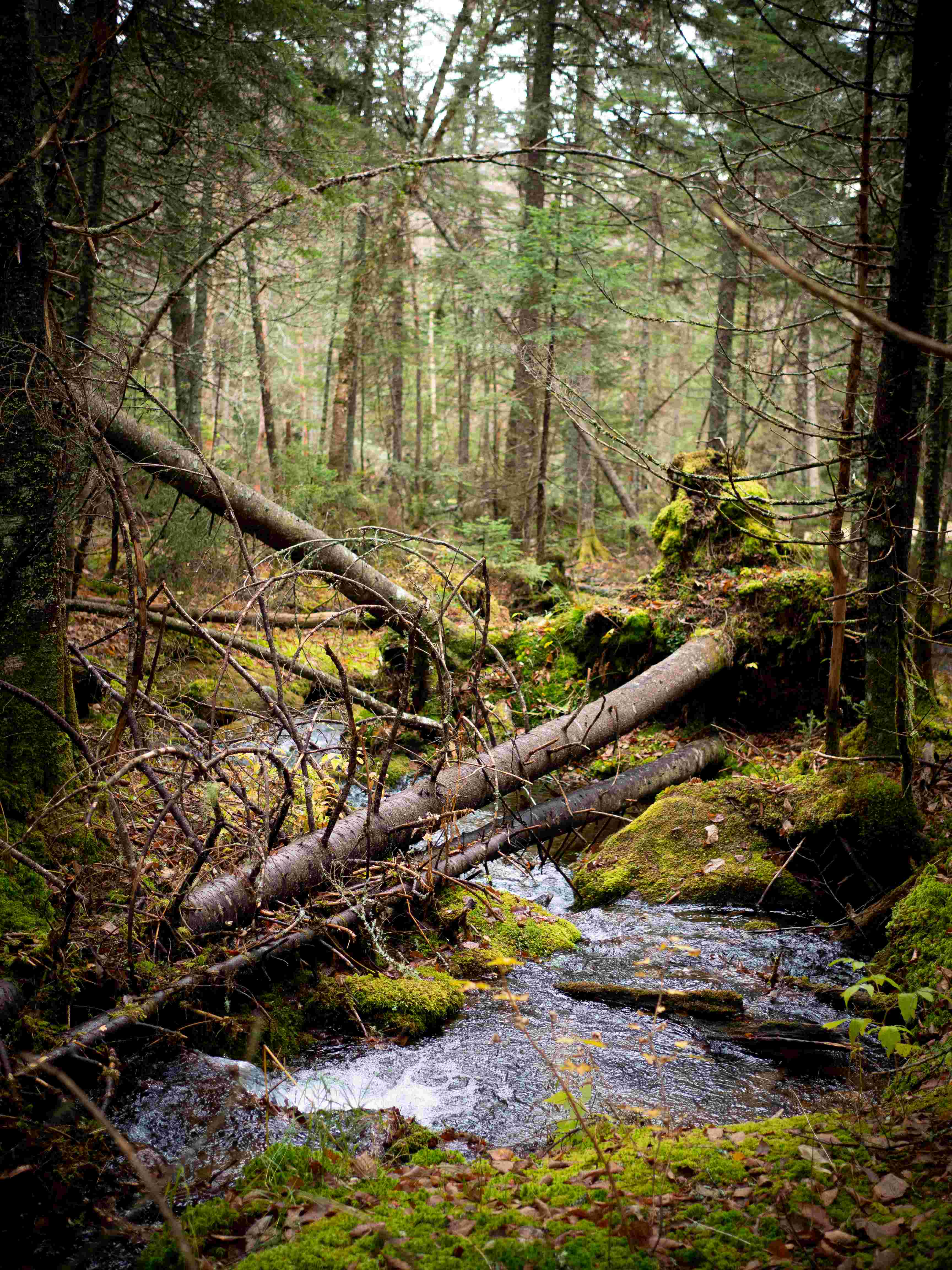 Creek running through mossy forest.