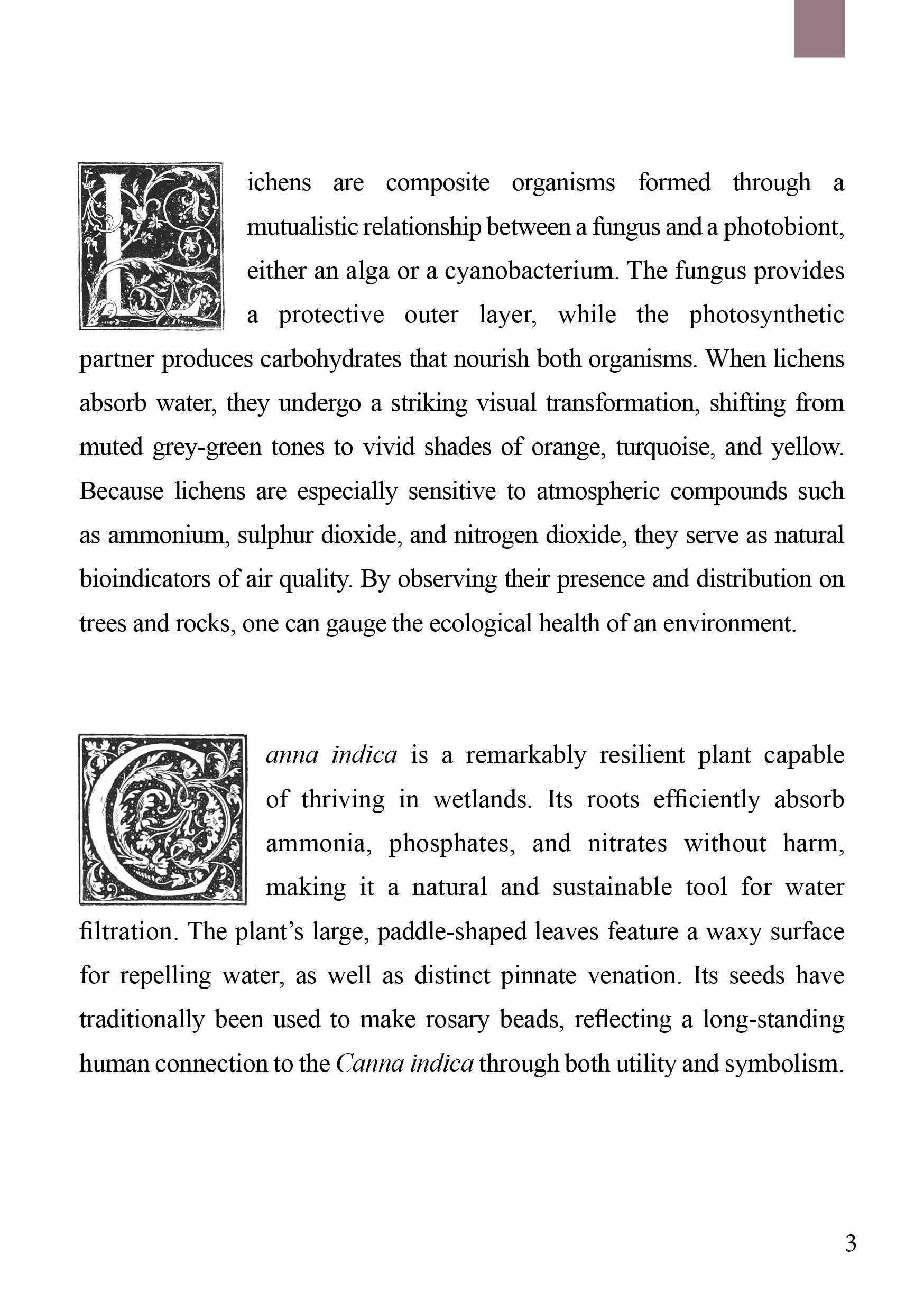 Written description of lichens and the canna indica, featuring two drop caps.